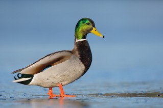 0374_Mallard_12-27-2009_1.jpg